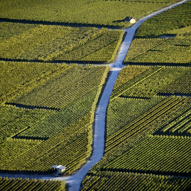 Le Valais s'apprête à débloquer 14 millions de francs pour ses professionnels de la vigne. Mardi, le Grand Conseil leur a exprimé un soutien quasi unanime après une année difficile. Mais plusieurs partis souhaitent renforcer les conditions d'obtention de ces aides. [KEYSTONE - LAURENT GILLIERON]