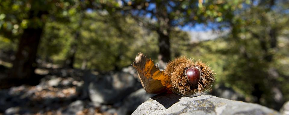 Une châtaigne dans la célèbre châtaigneraie de Fully en Valais.
Jean-Christophe Bott
Keystone [Jean-Christophe Bott]