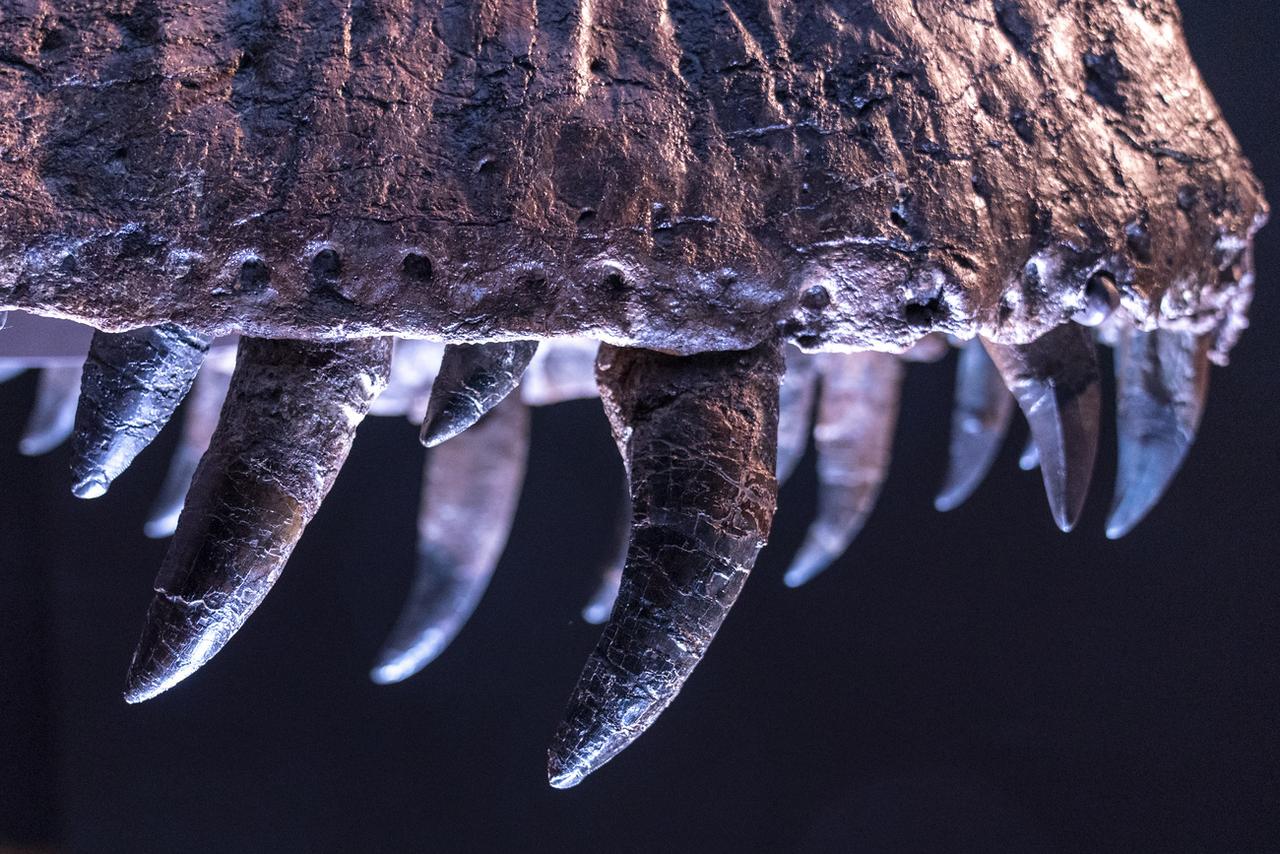 Un détail des dents de "Stan", un des plus grands et plus complets Tyrannosaurus rex fossile découvert. New York, le 15 septembre 2020. [Keystone(AP photo - Mary Altaffer]