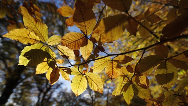 Octobre 2022 est le plus chaud jamais enregistré en Europe [EPA/KEYSTONE - ZURAB KURTSIKIDZE]