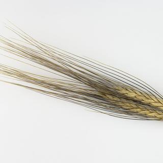L'amidonnier est une céréale ancestrale qui appartient à la famille des blés.
Roger Culos
CC 3.0 [CC 3.0 - Roger Culos]
