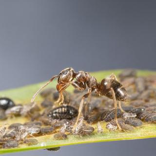 Des fourmis en pleine traite de pucerons. [AFP - Benoit Personnaz/Biosphoto]