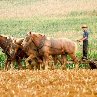 Un fermier Amish au Etats-Unis. [Depositphotos - woodkern]