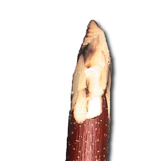 Le bâton fouisseur. [Wikicommons/ CC-BY-SA-2.5 - Luxo]