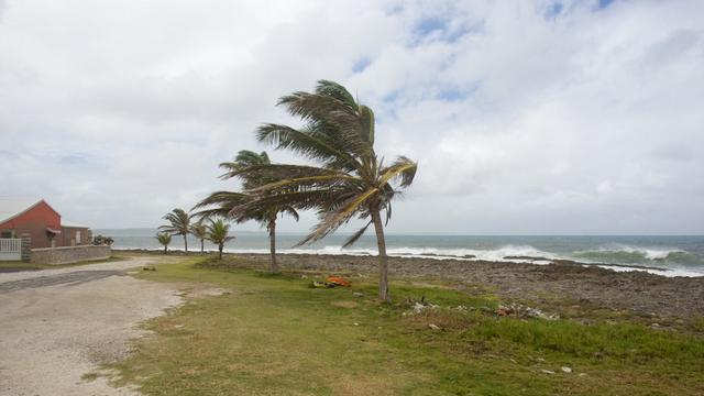 Des palmiers plient sous le vent au Moule, sur l'île de Grande-Terre de l'archipel français de la Guadeloupe, le 13 septembre 2018, à l'approche de la tempête tropicale Isaac. [AFP - Cedrick Isham Calvados]