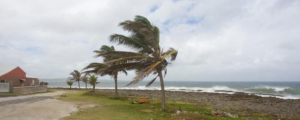 Des palmiers plient sous le vent au Moule, sur l'île de Grande-Terre de l'archipel français de la Guadeloupe, le 13 septembre 2018, à l'approche de la tempête tropicale Isaac. [AFP - Cedrick Isham Calvados]