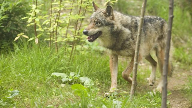 Un loup du zoo de la Garenne. [Keystone - Christian Brun]