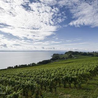 Les vignes de Cortaillod et du Lac de Neuchatel lors des vendanges en 2020. [Keystone - Theophile Bloudanis]