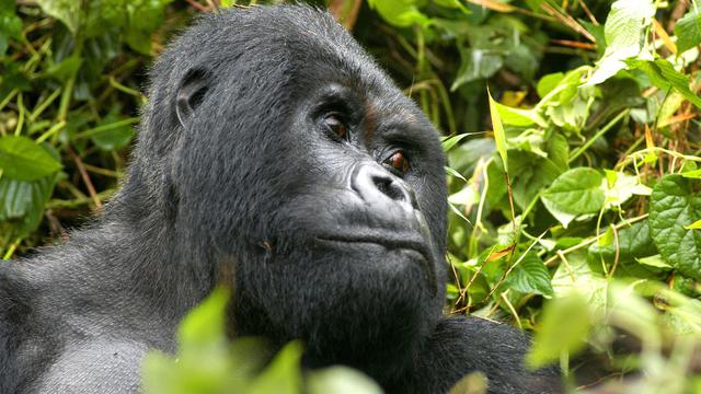Gorille mâle d'Afrique centrale menacé par l'exploitation forestière, Photo 23 juin 2005 [AP Keystone - Riccardo Gangale]