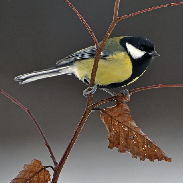 Mésange charbonnière. [AFP - ©NEVEU P./HorizonFeatures/Leemage]