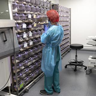 Un technicien range une cage de souris de laboratoire dans une animalerie d'un centre de recherche sur le cancer, mardi 9 mars 2021, à Lausanne. [KEYSTONE - Leandre Duggan]