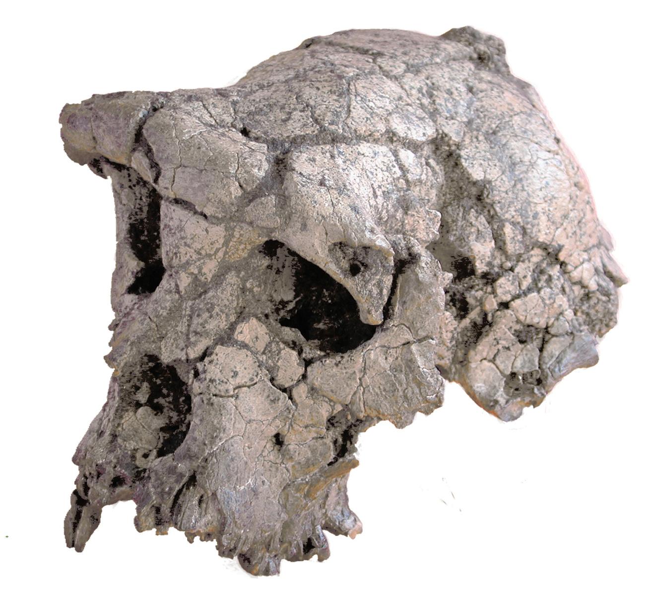Le crâne de Toumaï – qui signifie "Espoir de vie" en langue gorane – a été découvert dans un désert aride du nord du Tchad, par le français Michel Brunet et son équipe, le 19 juillet 2001. Il a conduit à la définition d'une nouvelle espèce, Sahelanthropus tchadensis. [Keystone/AP photo - Nature]