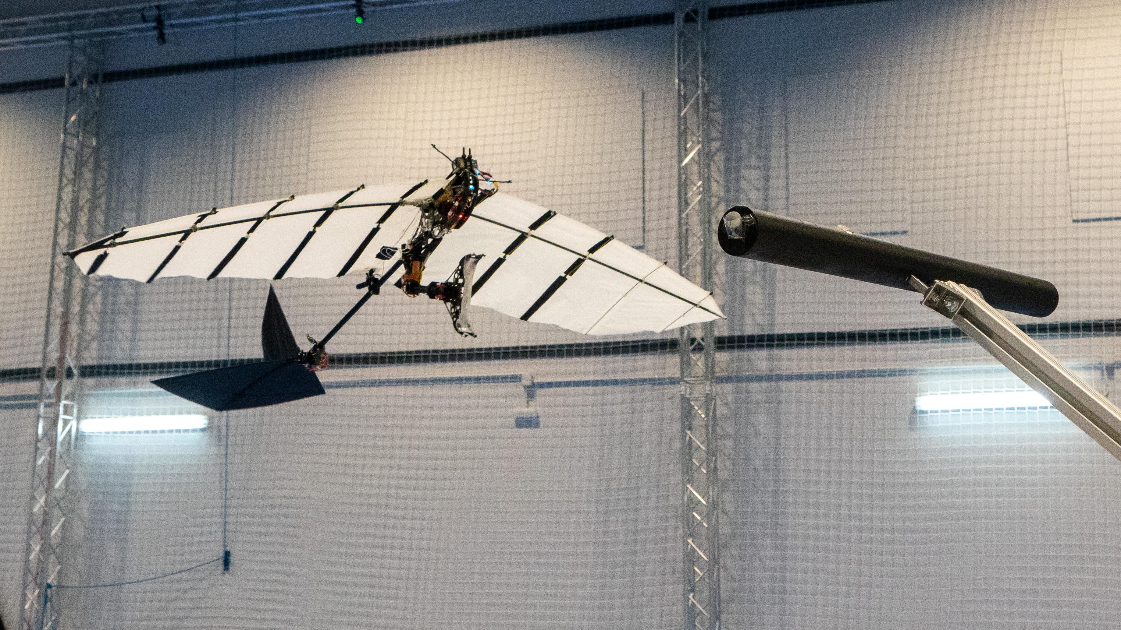 Le robot ailé conçu à l'EPFL effectue un vol vers le perchoir. [EPFL - Raphael Zufferey]
