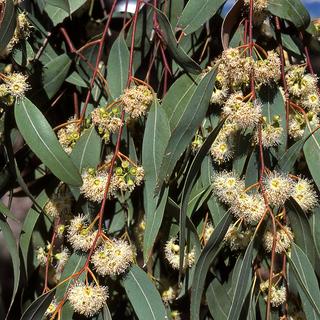 Eucalyptus globulus, le gommier bleu. [AFP - ©VIARD M/HorizonFeatures/Leemage]