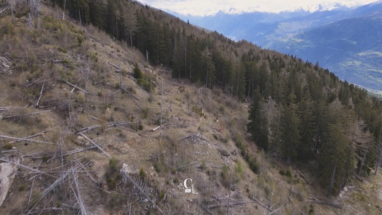 Là où elle a brûlé, la forêt n'a pas encore repris du poil de la bête. [RTS - Couleurs locales]