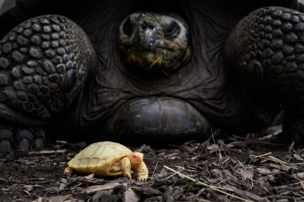 Les tortues géantes des Galápagos (Chelonodis nigra), dont l'espérance de vie peut atteindre deux siècles, sont une espèce classée comme vulnérable par l'Union Internationale pour la Conservation de la Nature (UICN) [afp - Fabrice Coffrini]