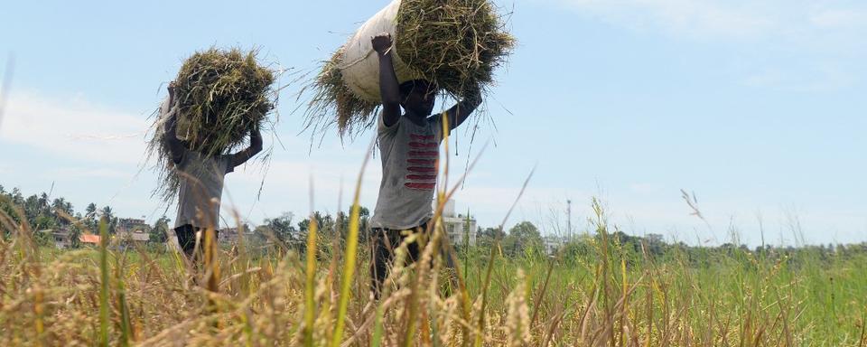 Récolte du riz à Piliyandala, au Sri Lanka. [AFP - Lakruwan Wanniarachchi]