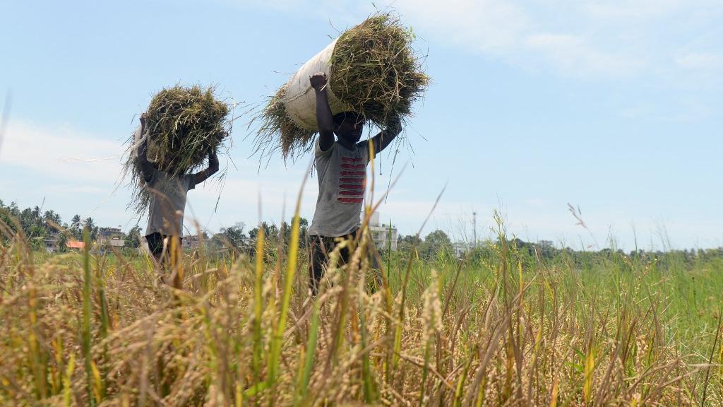Récolte du riz à Piliyandala, au Sri Lanka. [AFP - Lakruwan Wanniarachchi]