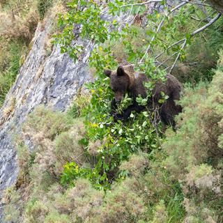La région du Parc naturel de Somiedo, en Asturies, au nord-ouest de l'Espagne, est devenue un exemple en Europe de préservation réussie des ours bruns. [Fundación Oso Pardo - Fundación Oso Pardo]