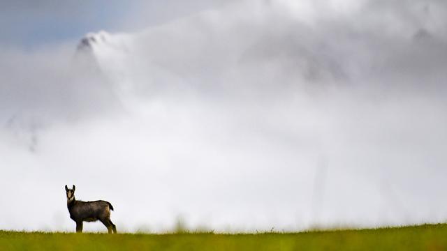 L’étude a révélé que les chamois se déplacent très peu et non loin de leur lieu de naissance. [Keystone - Gian Ehrenzeller]