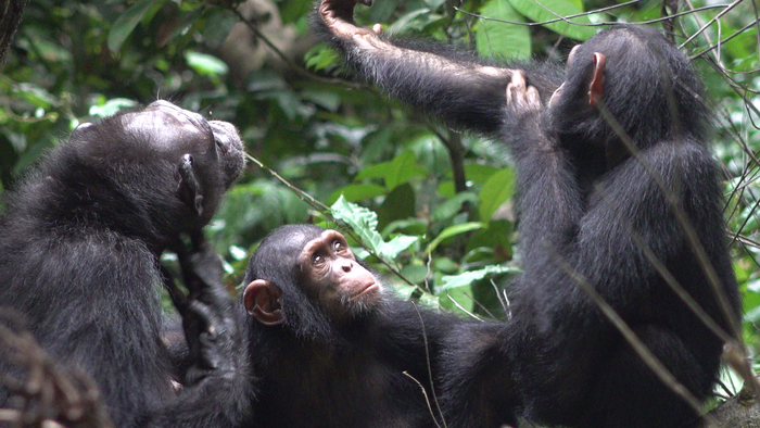 Les trois chimpanzés Suzee, Sassandra et Olive vivent dans le parc national de Loango au Gabon. Ces animaux appliquent des insectes sur leurs blessures. [Ozouga Chimpanzee Project - Tobias Deschner]
