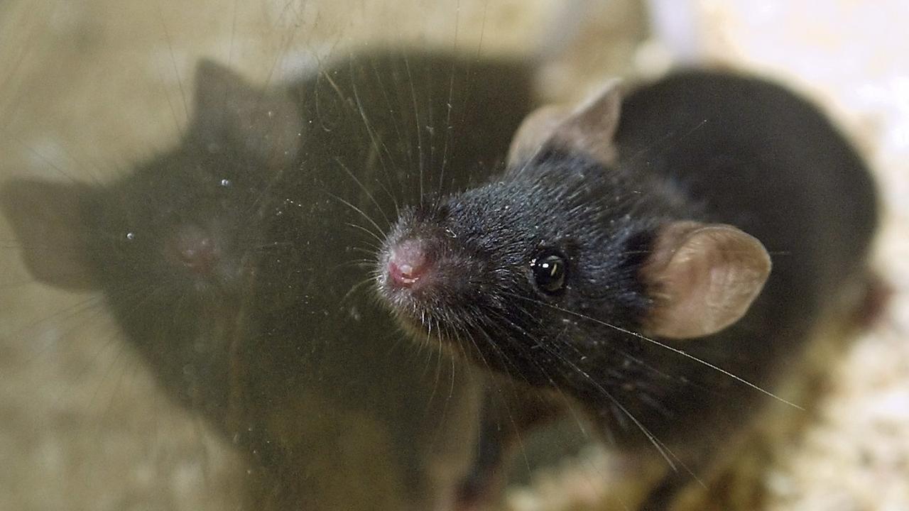 Les souris mâles redoutent l'odeur des bananes. [Keystone/AP - Tom Gannam]