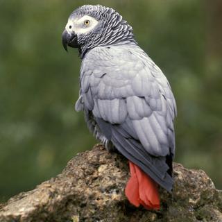 Un perroquet gris du Gabon. [AFP - Michel Gunther / Biosphoto]