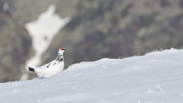 Lagopède alpin ou perdrix des neiges. [AFP - ©ASTIER A./HorizonFeatures/Leemage]