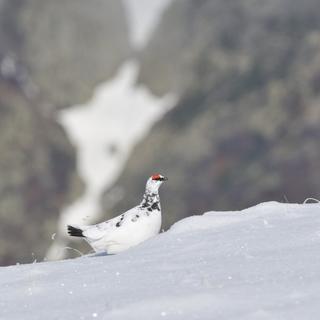 Lagopède alpin ou perdrix des neiges. [AFP - ©ASTIER A./HorizonFeatures/Leemage]