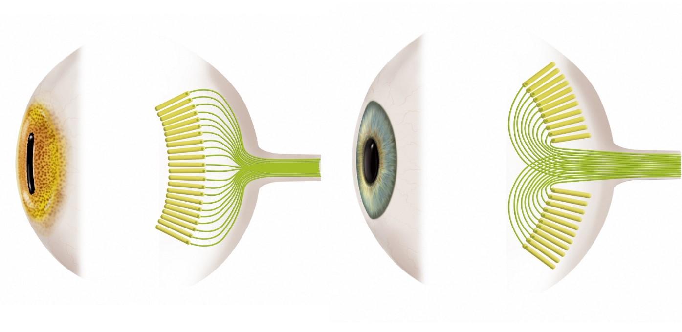 A gauche, un œil de poulpe: ses photorécepteurs sont orientés vers la lumière. En comparaison, à droite, l'œil humain (ou d'autres vertébrés) voit les siens orientés dans l'autre sens, vers le fond de l'œil. [BSIP via AFP - Jacopin]
