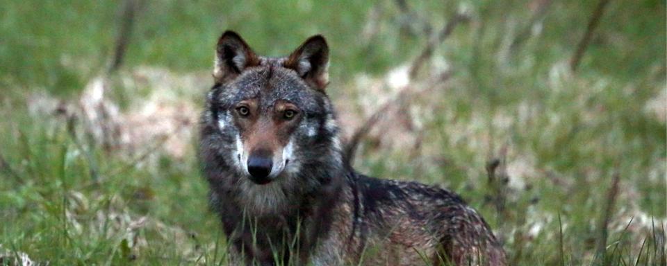 Le Valais veut tirer plus de loups, la Confédération refuse. [KEYSTONE - Marco Schmidt]