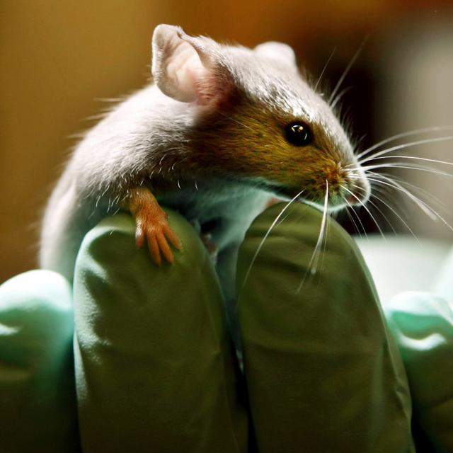 Une souris utilisée dans un laboratoire pratiquant l'expérimentation animale. [AP Photo/Keystone - Robert F. Bukaty]
