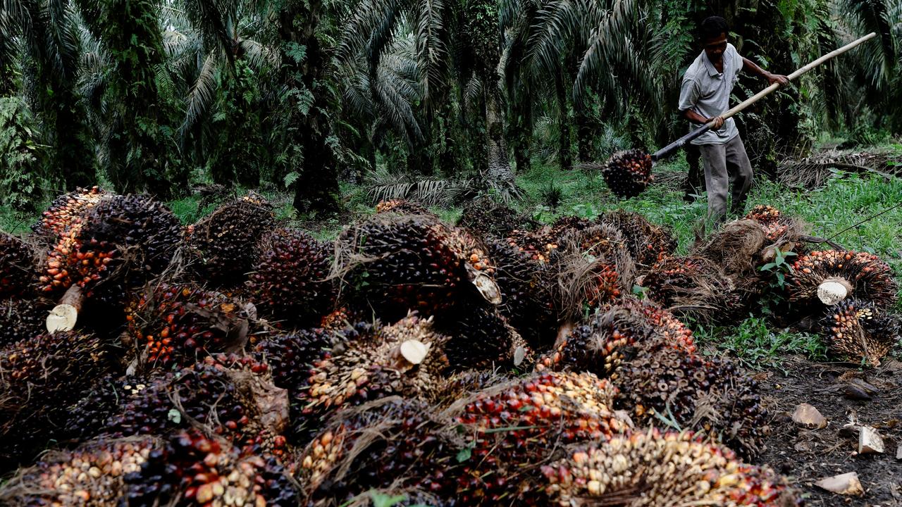 Un ouvrier collecte des fruits de palme. L'Indonésie a annoncé en avril stopper les exportations de ce produit, dont elle est le premier pays exportateur. [Reuters - Willy Kurniawan]