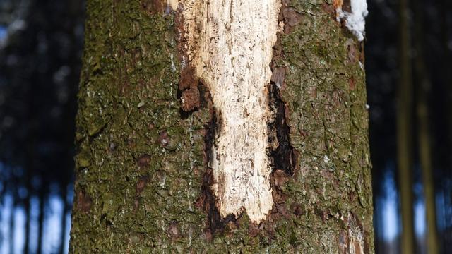 Les dégâts en forêt dus aux coléoptères augmentent avec le réchauffement climatique. [Belga - Jean-Luc Flémal]