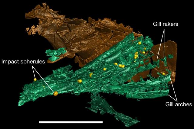 Rendu tridimensionnel du suboperculaire et des branchies (en vert) avec des sphérules d'impact piégées (en jaune). La barre blanche représente 2 cm. [Nature - Melanie A.D. During et al.]