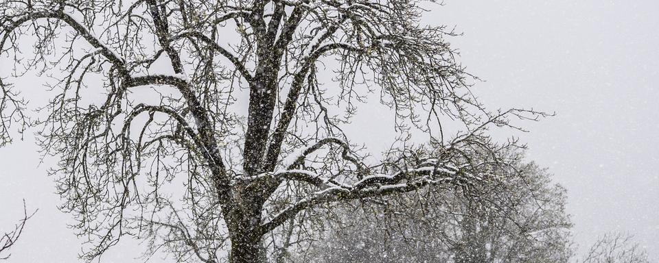 Des arbres fruitiers sont recouverts de glace et de neige dans le canton de Nidwald. [Keystone - Urs Flueeler]