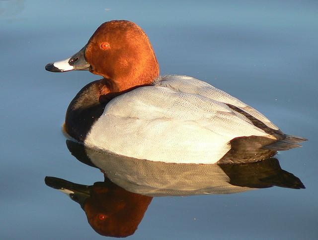 Le Fuligule milouin est une espèce de canards plongeurs appartenant à la famille des anatidés. [Wikipedia - Neil Phillips]