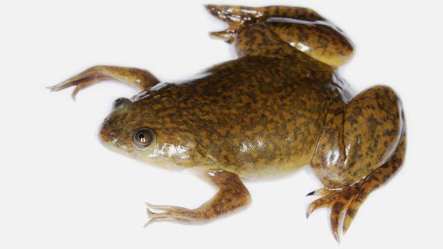 Une grenouille Xenopus laevis. [CC BY 2.0/Wikimedia - Brian Gratwicke]