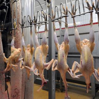 Le futur abattoir transformera 40 millions de poulets par an (image d'illustration). [Photononstop/AFP - Christophe Di Pascale]