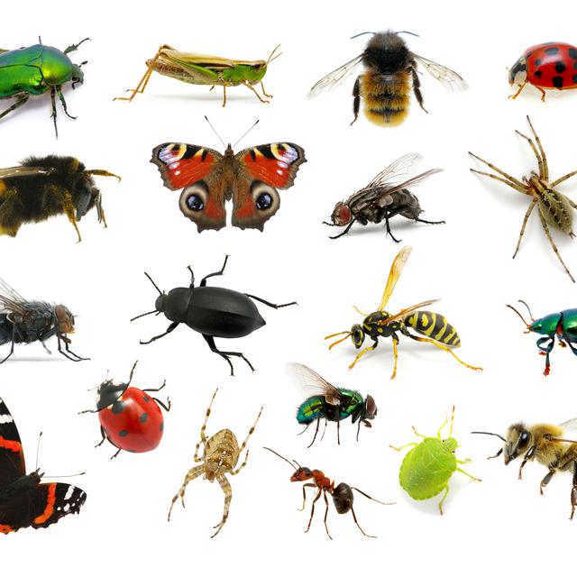 Les insectes offrent une énorme diversité.
Ale-ks
Depositphotos [Ale-ks]
