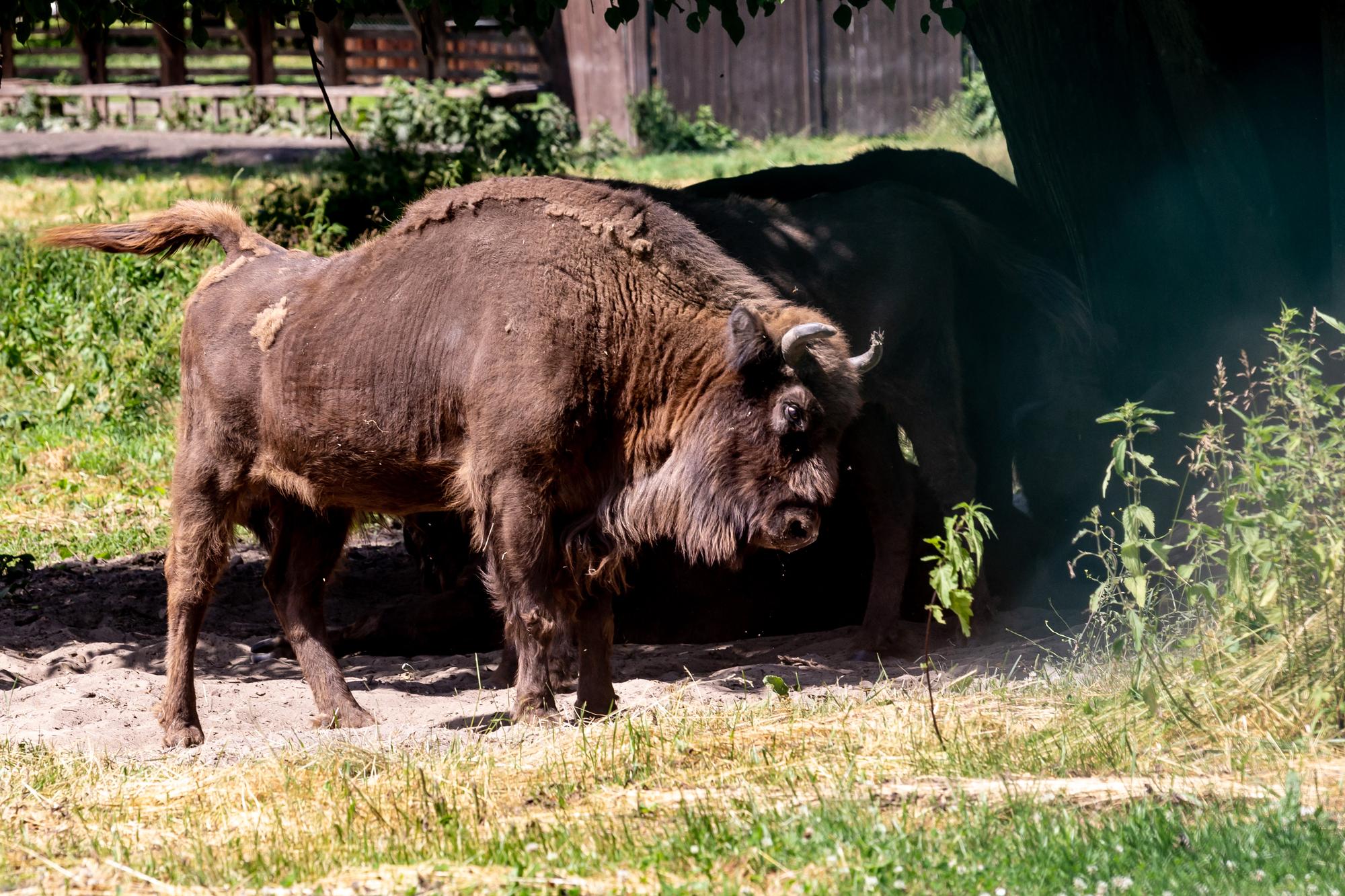 La forêt de Bialowieza abrite les dernières populations de bisons en liberté d'Europe. [NURPHOTO VIA AFP - DOMINIKA ZARZYCKA]