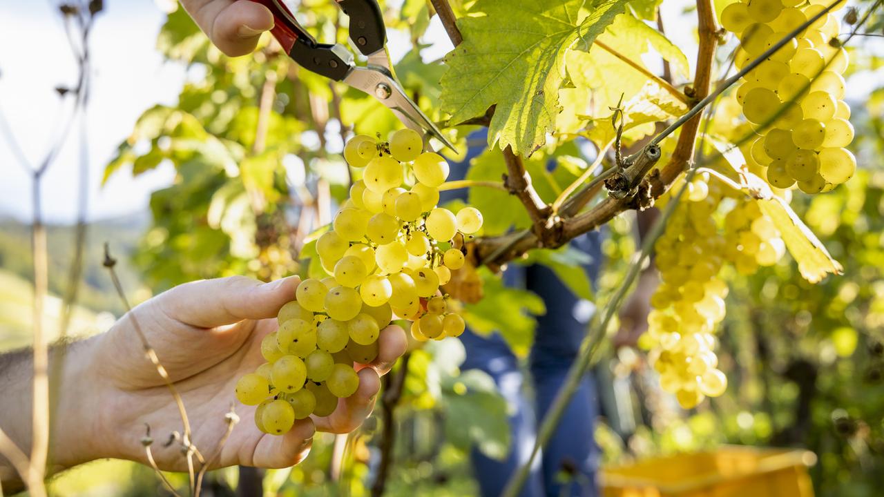 La coupe du raisin dans une vigne en octobre 2021. [Keystone - Noemi Cinelli]