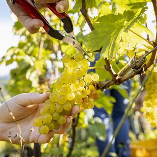 La coupe du raisin dans une vigne en octobre 2021. [Keystone - Noemi Cinelli]