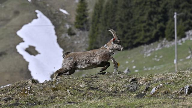 Un des bouquetins relâchés dans l'Oberland bernois. [Keystone - Peter Schneider]