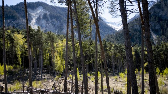 Le Bois de Finges est une réserve naturelle située à côté de Sierre.
Laurent Gillieron
Keystone [Laurent Gillieron]