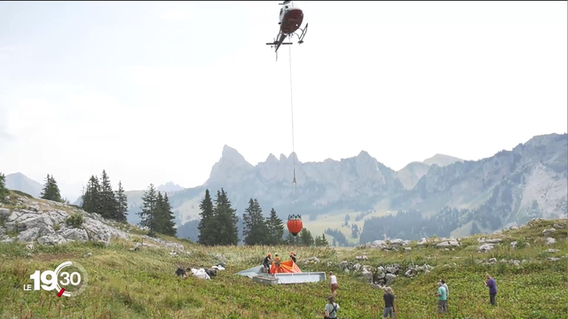 Asséchés par la canicule, les alpages sont ravitaillés en eau par les airs. [RTS]