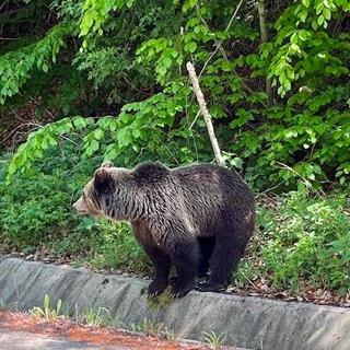 « Le long de la route Transfagaran, à proximité de Brasov, des ours n’hésitent plus à quitter la forêt pour venir chercher de la nourriture aux abords des villes. » [DR - Éléonore Disdero]