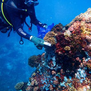 Récolte d'échantillons de coraux dans l'océan Indien.
Oliver Selmoni
LASIG [LASIG - Oliver Selmoni]