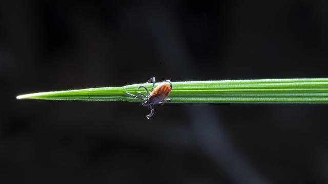 Les tiques suisses porteuses du virus chinois Alongshan [KEYSTONE - Gaetan Ball]