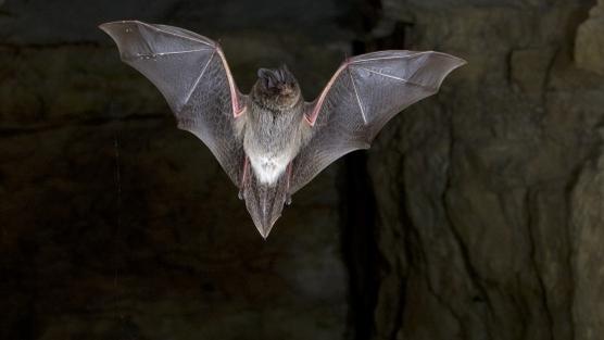 Le Centre suisse de la rage a détecté le virus de la rage sur une chauve-souris trouvée à Büren an der Aare (BE), non loin de Bienne (image d'illustration). [CC BY SA - C. Robiller / Naturlichter.de]